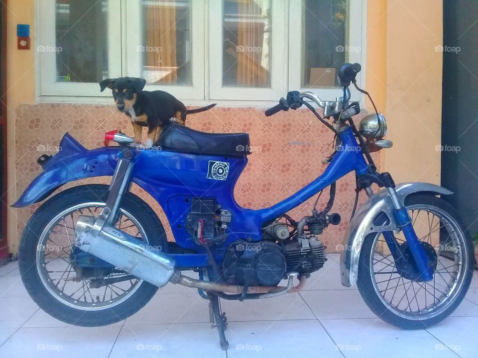 the dog sits on the motorbike