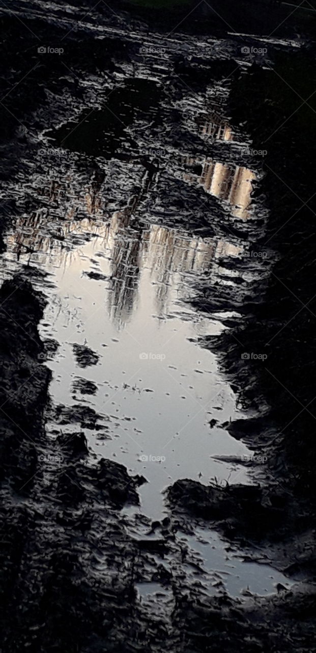 reflets dans la mare