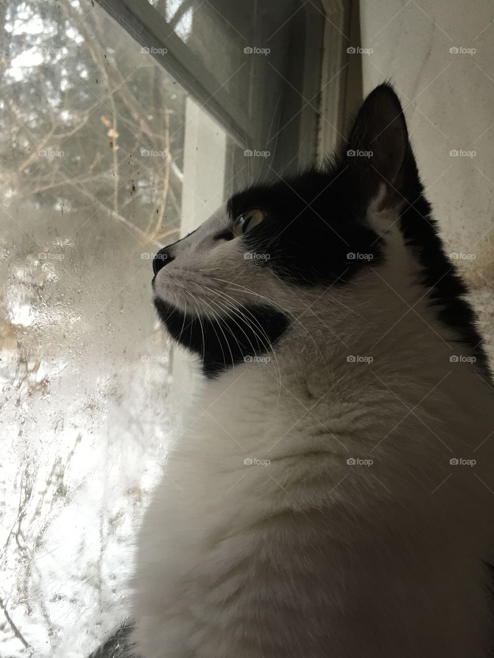Black and white cat looking out window