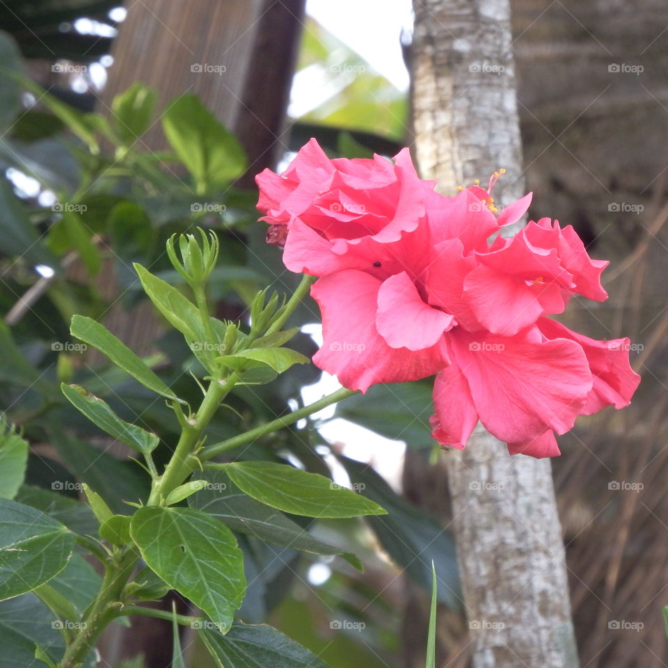 flor cor de rosa