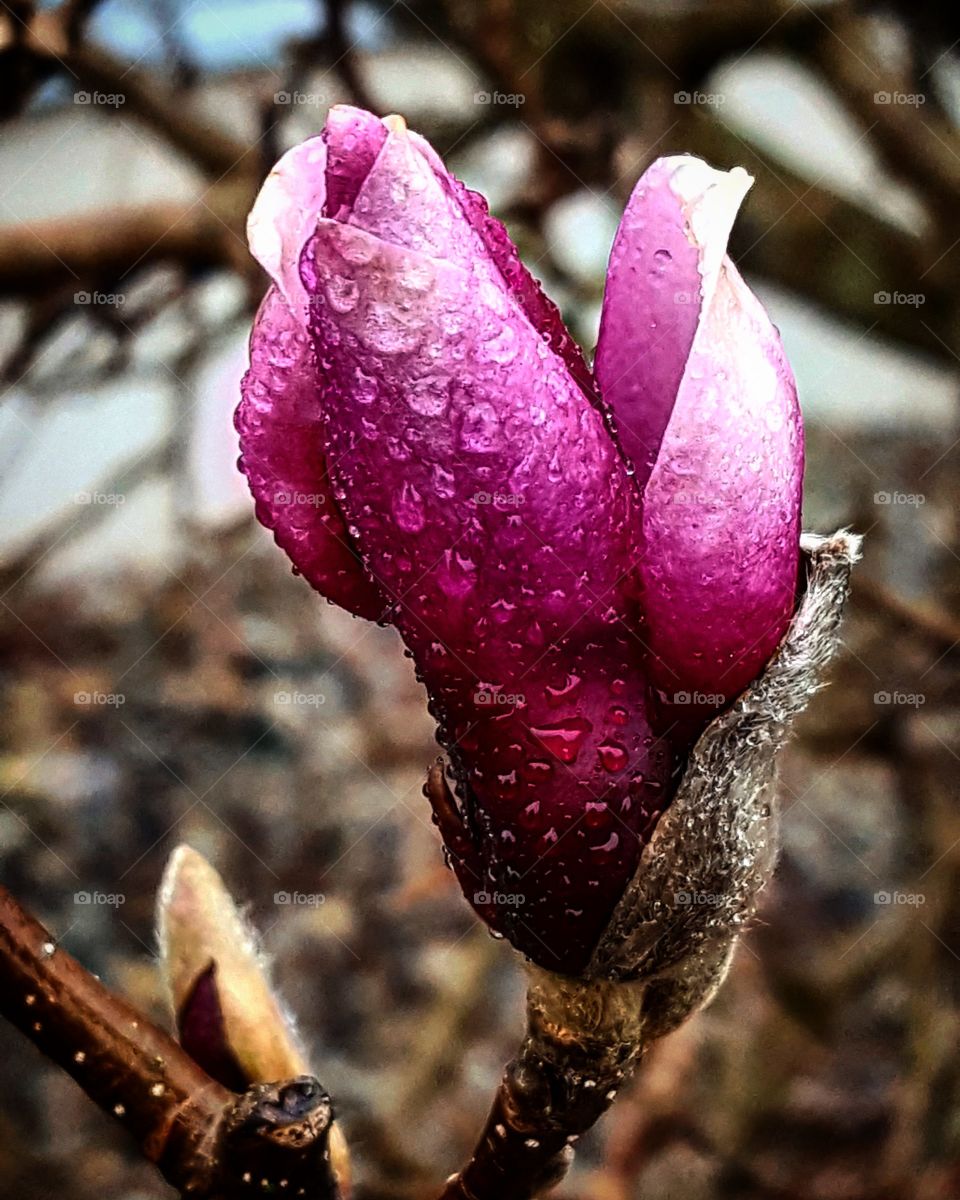 rainy day flower bud