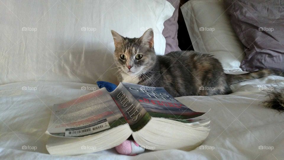 Semi-feral rescue reading