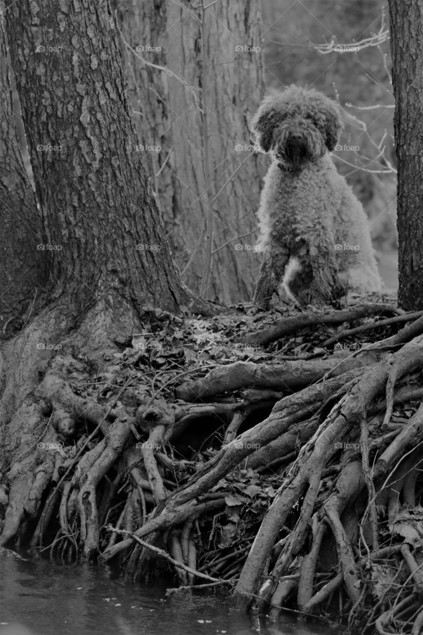 Roots bloody roots and dog.