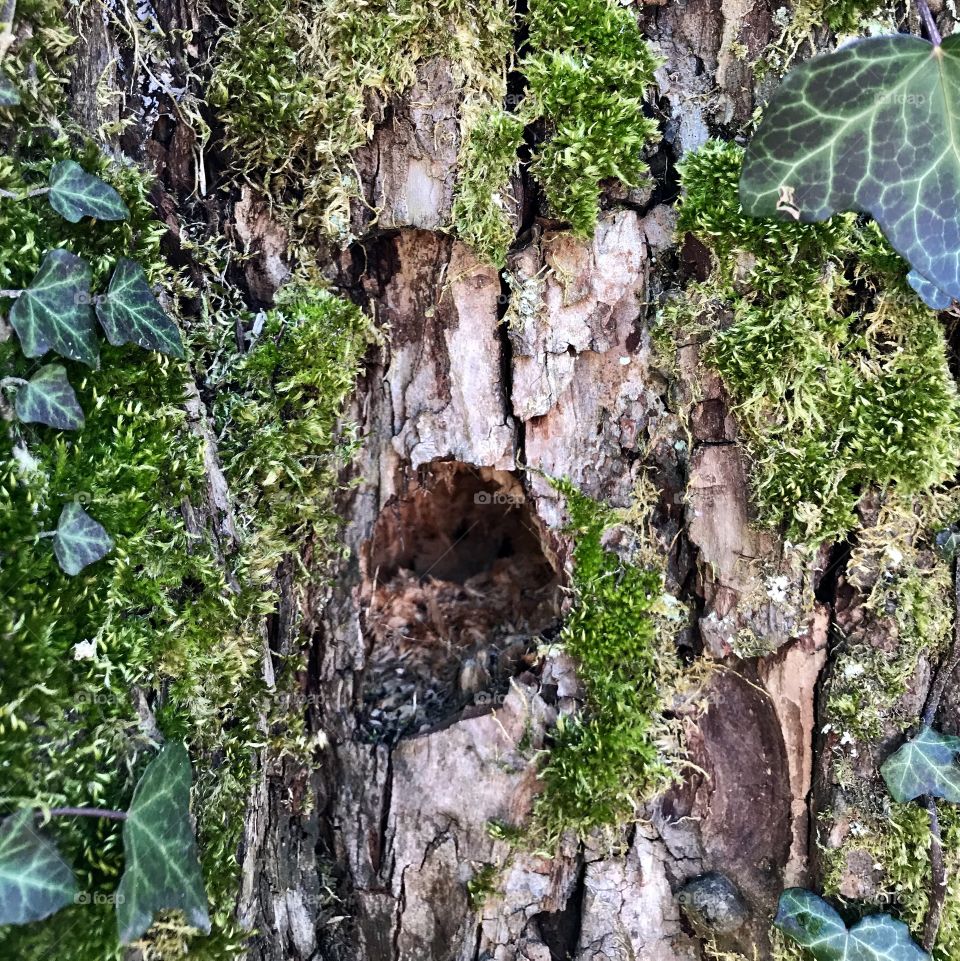 Bird hole Tree