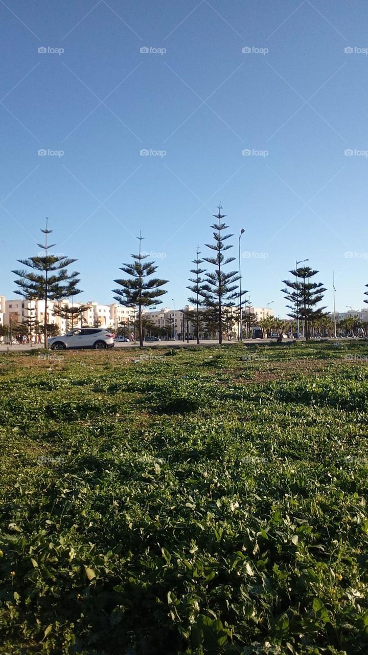 green color of nature