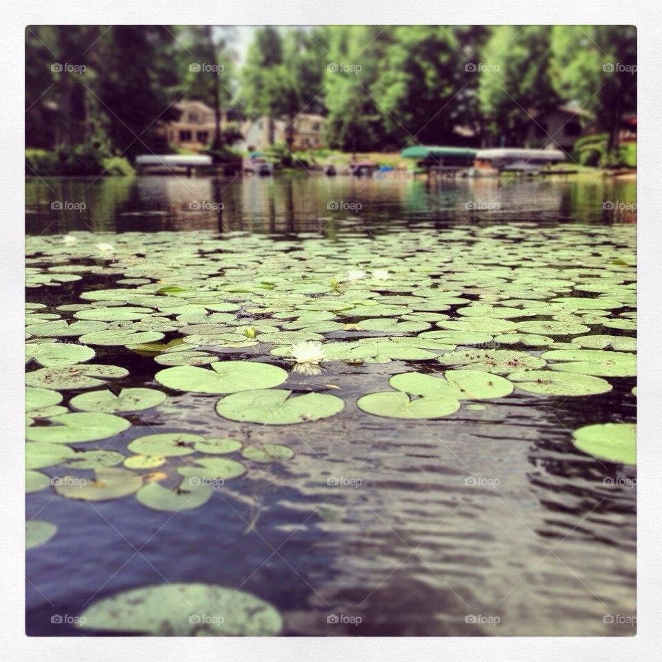 Lilly pads on the lake