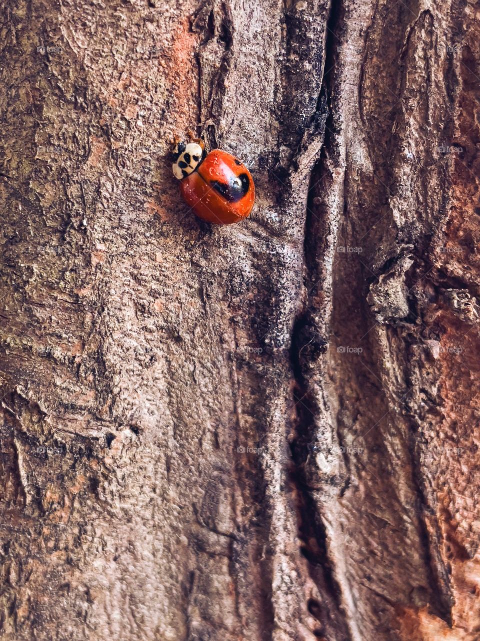 ladybug on a tree trunk