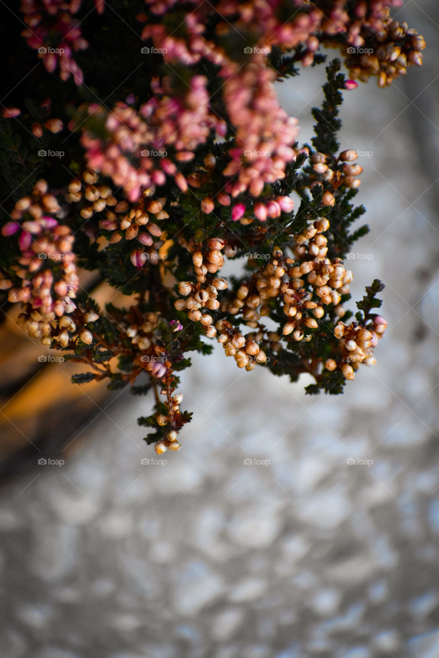 A beautiful autumn flowers | Heather