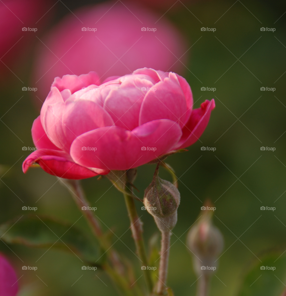 nature pink rose roses by lightanddrawing