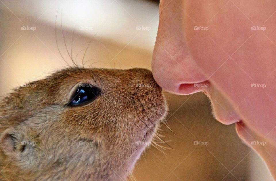 Affection between pet and human