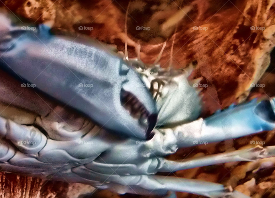 blue crab baltimore science museum by silkenjade