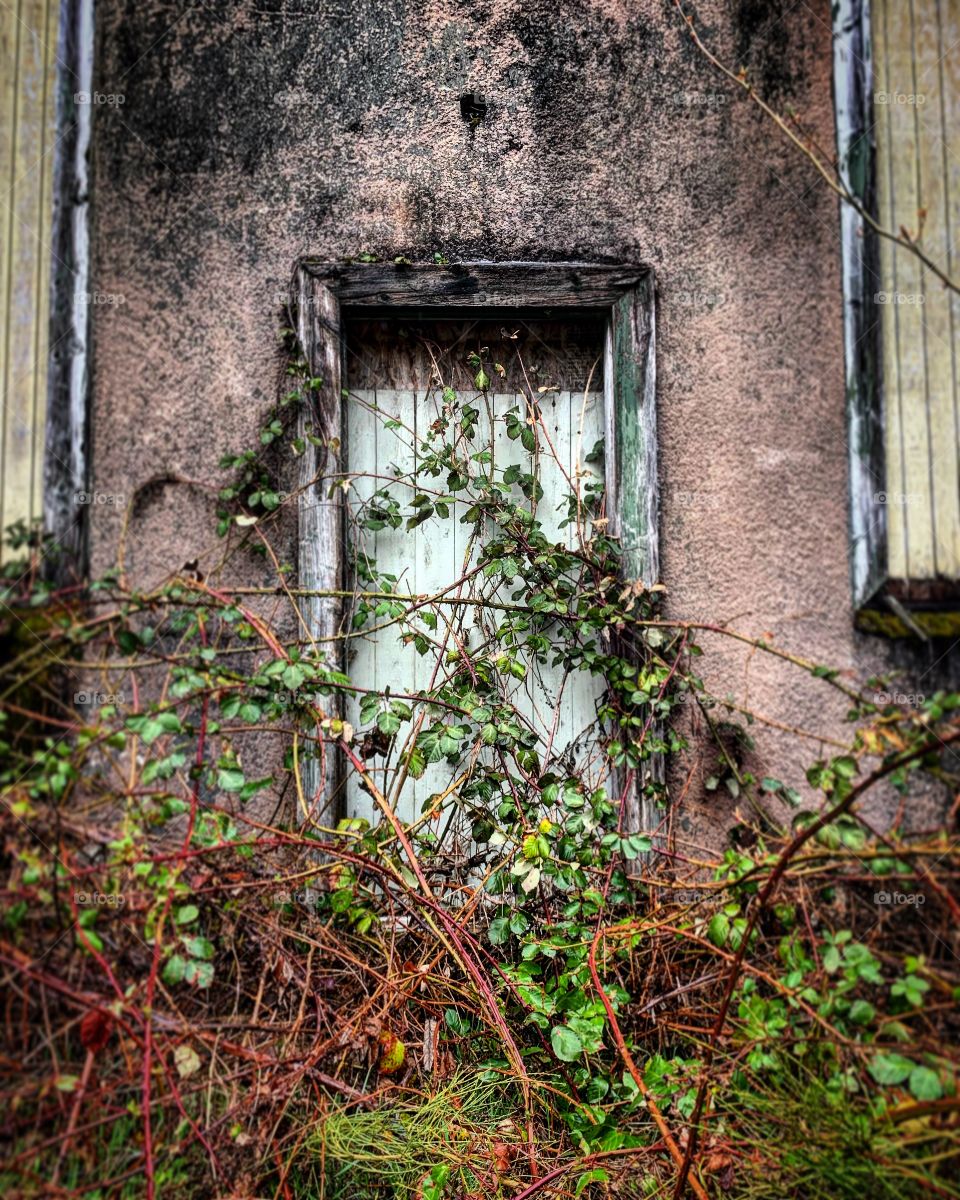 Vines and doorways. 