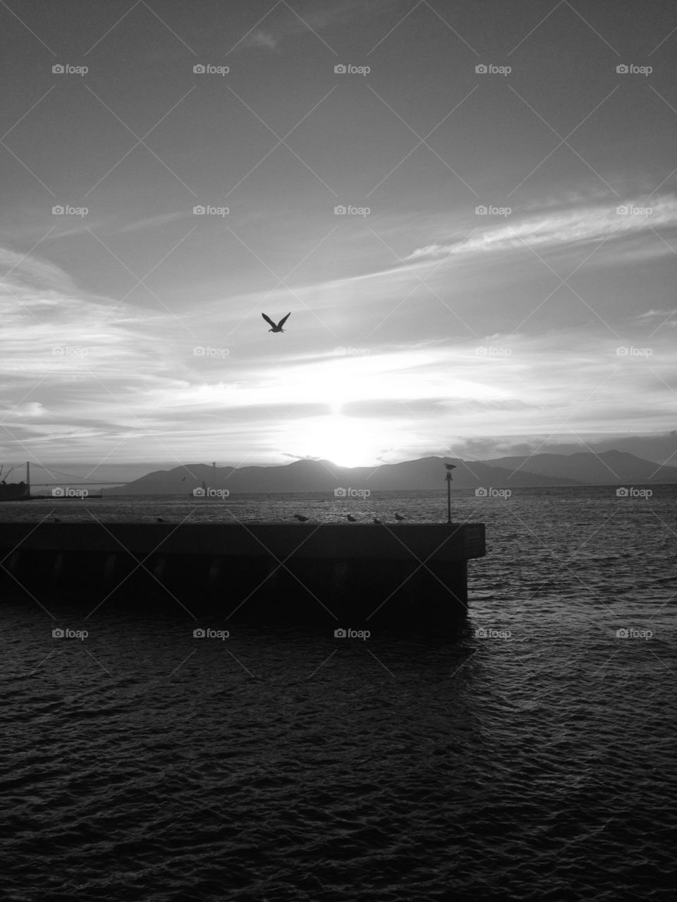 BIRD FLYING DURING SUNSET