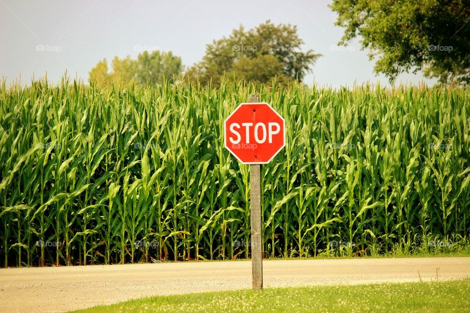 Stop sign and Corn