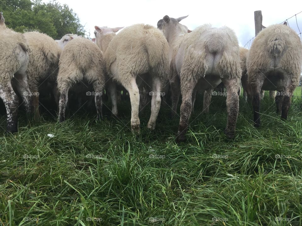 Sheep from behind, dark cloudy rainy day