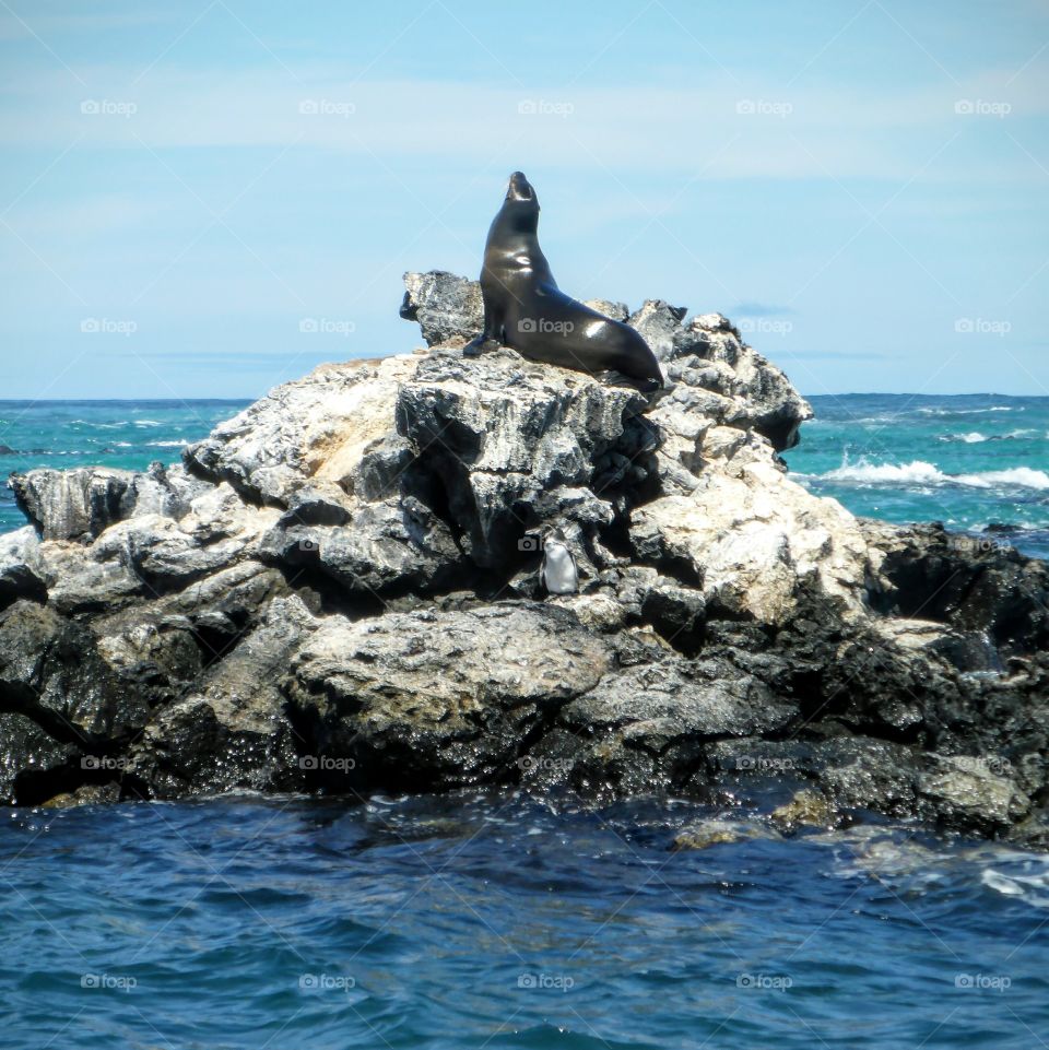 Galapagos sea lion and penguin