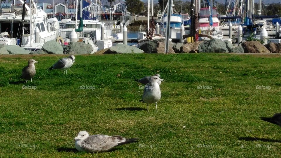 flock of seagulls at the marina