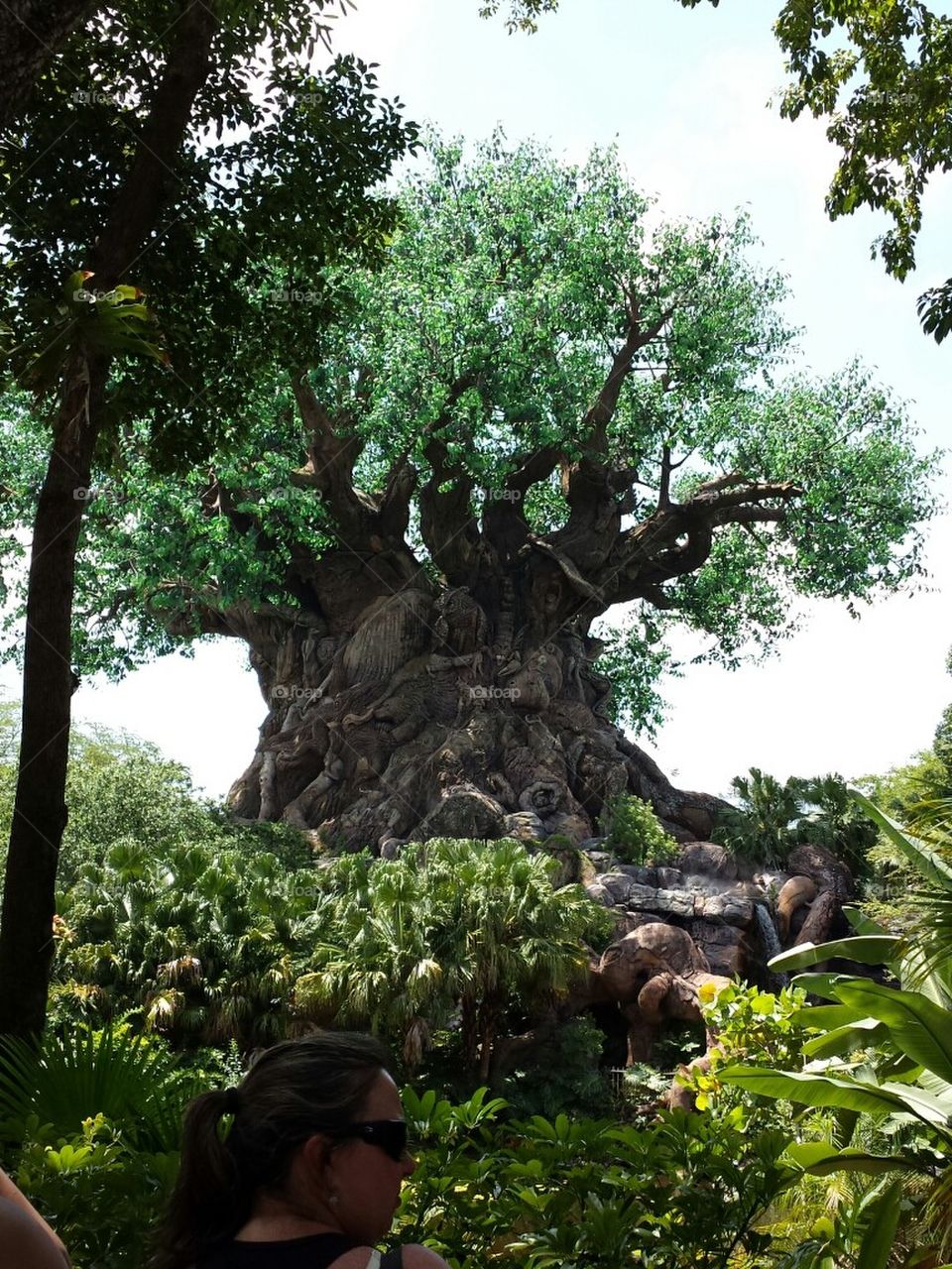 Tree of Life At Disney's Animal Kingdom