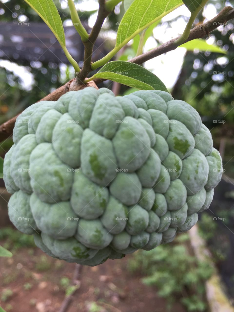 Sugar-apple