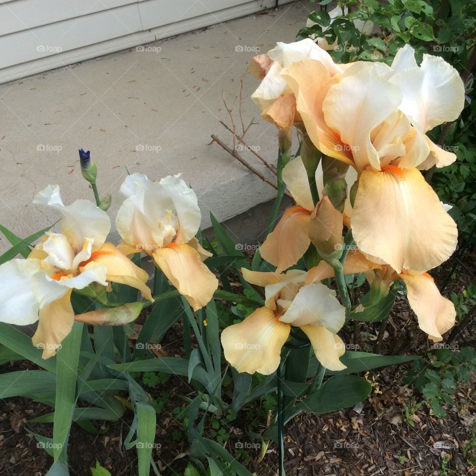 Cream and white Irises
