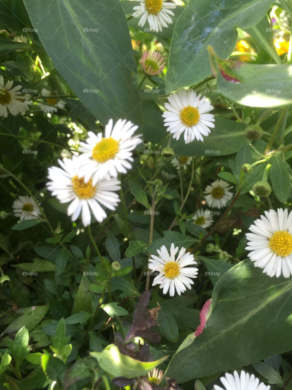 Flower, Nature, Flora, Leaf, No Person