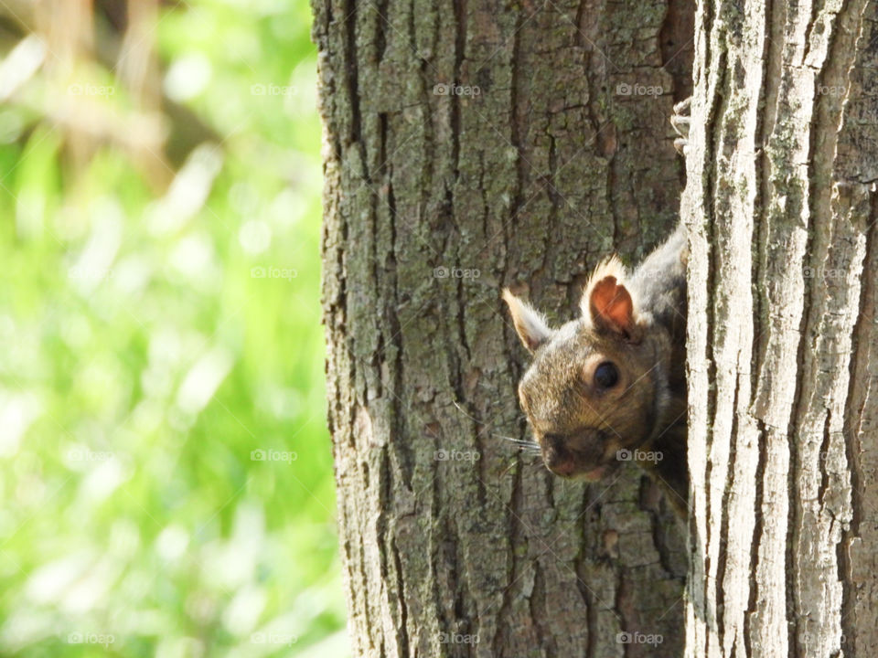 squirrel peeking its head from a tree