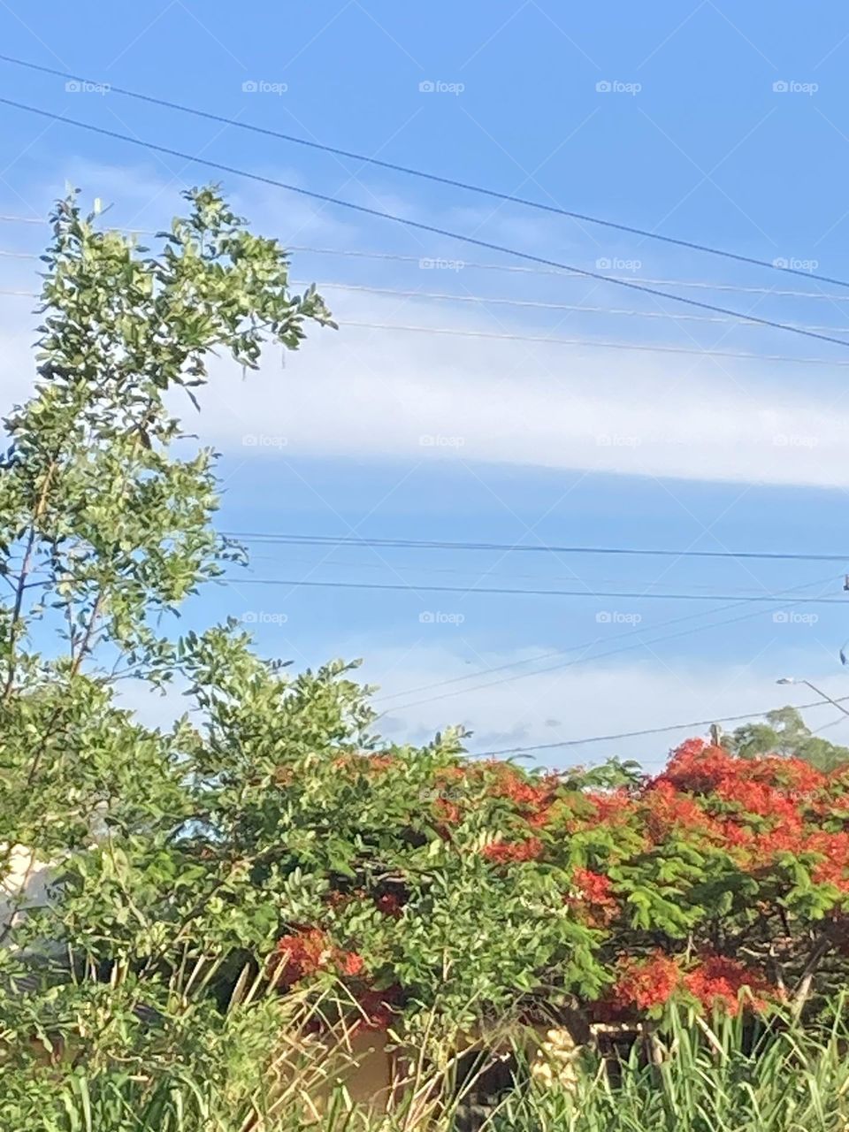 Mata com árvores e capim. Na cena destaca-se uma árvore com flores vermelhas. No fundo céu azul com nuvens brancas em linha reta.