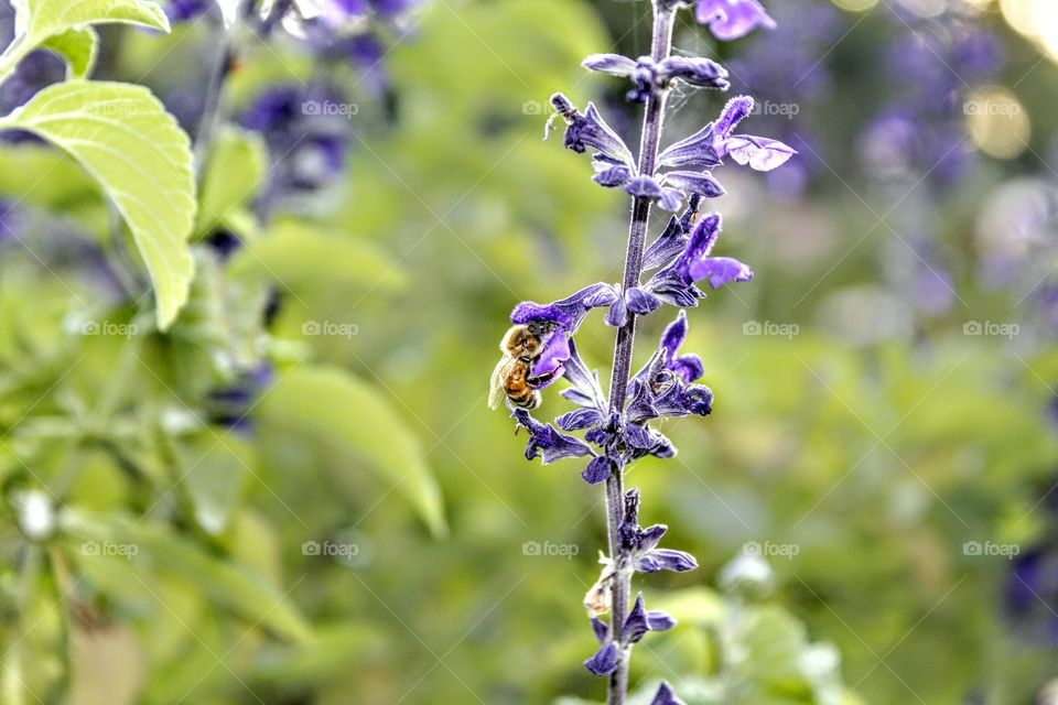 Nature, Flora, Leaf, Flower, No Person
