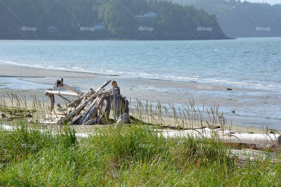 Driftwood beach