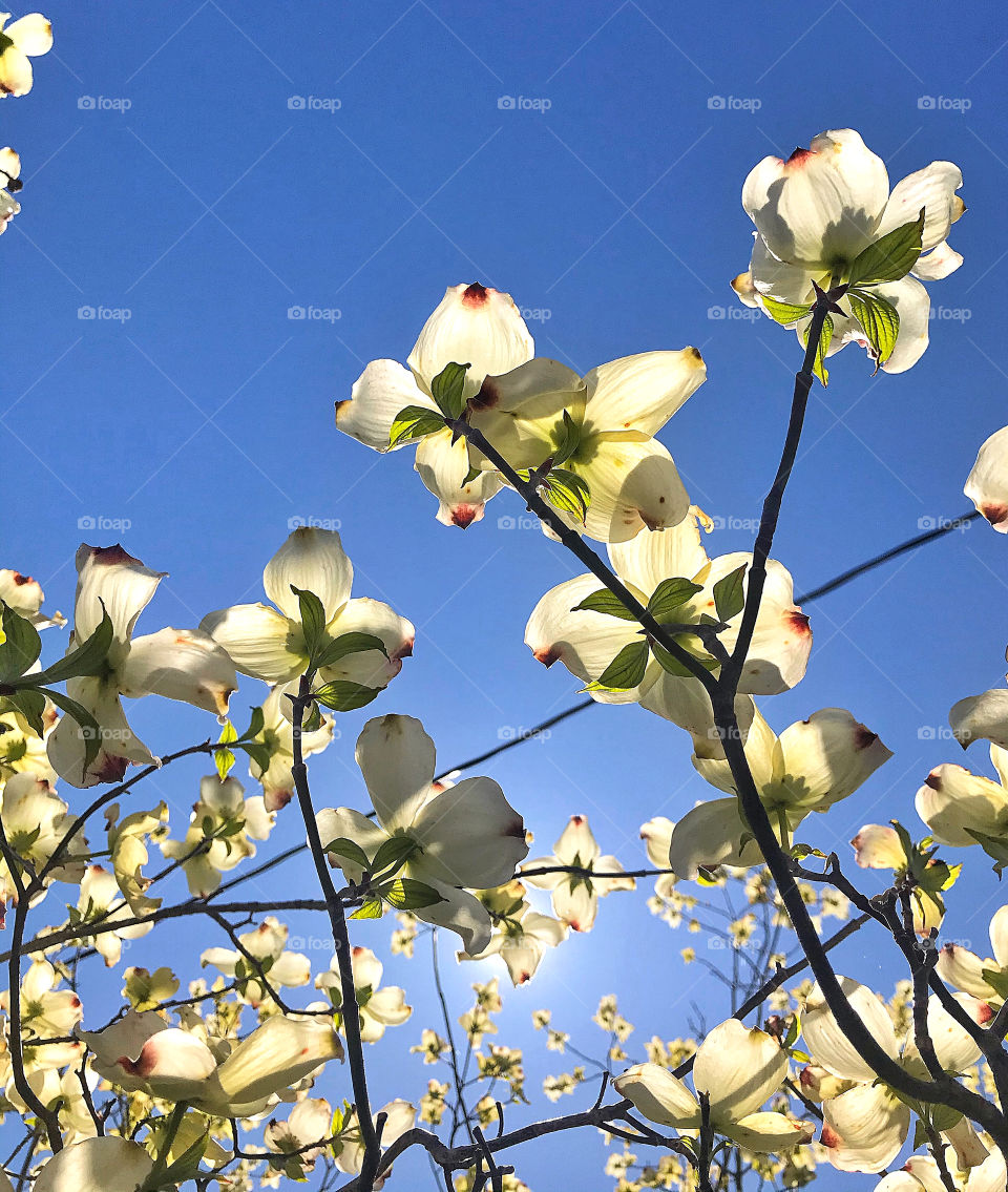 Dogwood and clear blue sky 