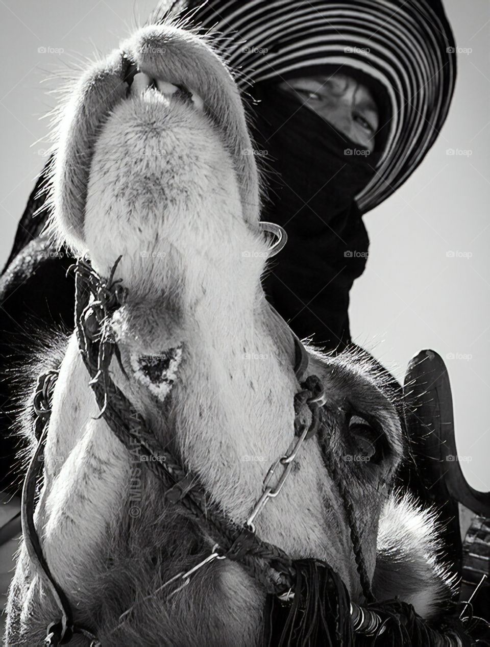 Tribes of the desert