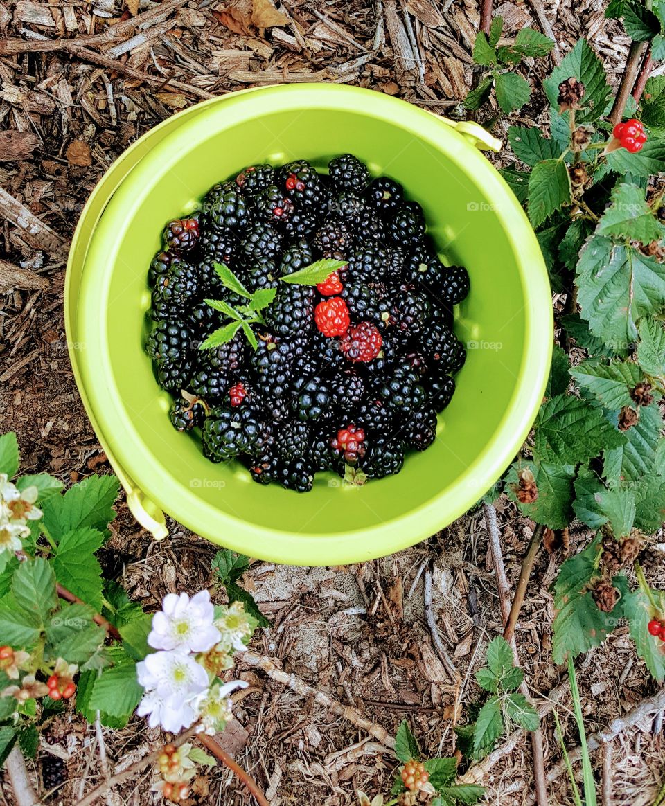 Fresh picked berries