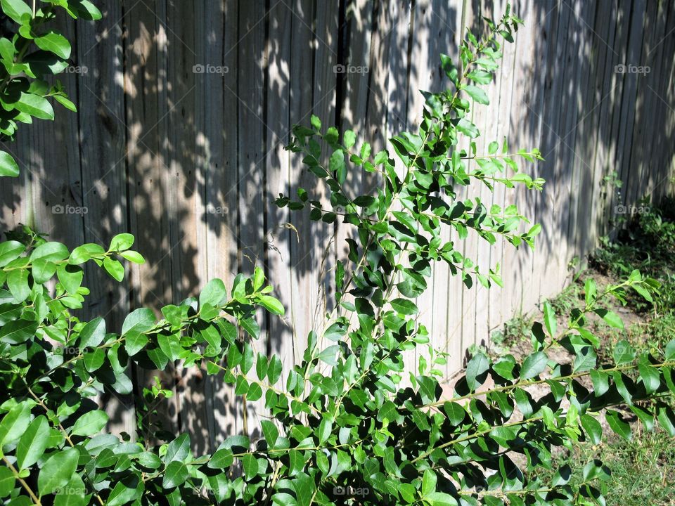 boxwood in need of trimming