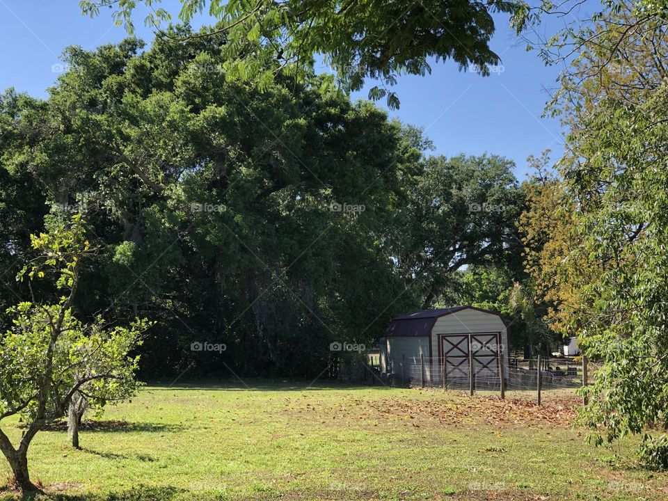 Barn at the end of a field edged in large oak trees on yellow green grass 