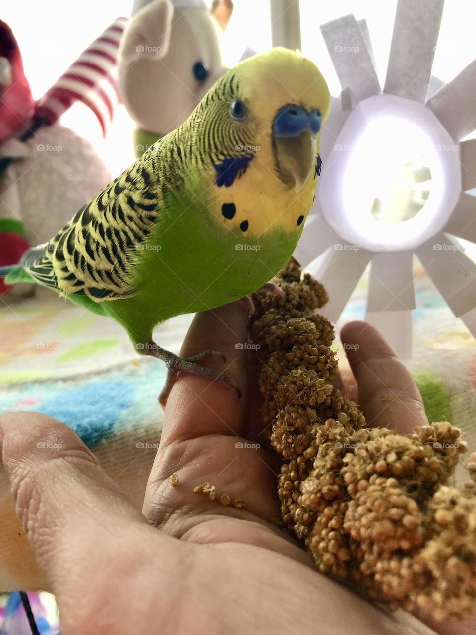 Kiwi close up on my had / love to eat millets 