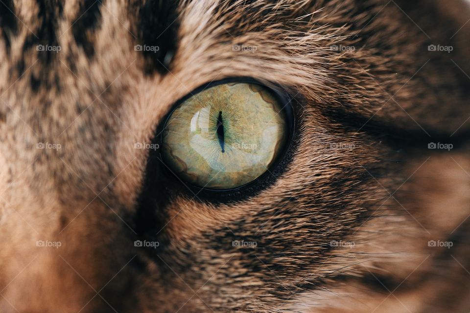 Macro cat eyes