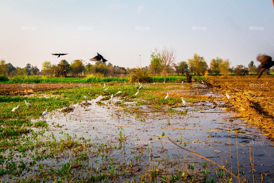 Birds enjoy the sumer with water