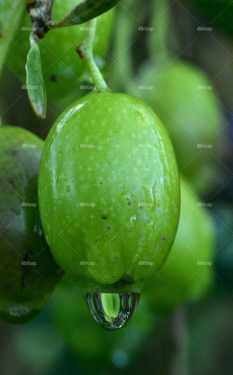 macro of green olive with raindrop