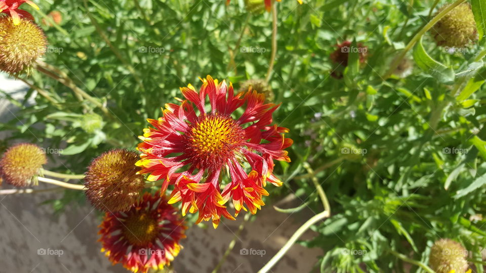Gaillardia aristata, blanket flower.