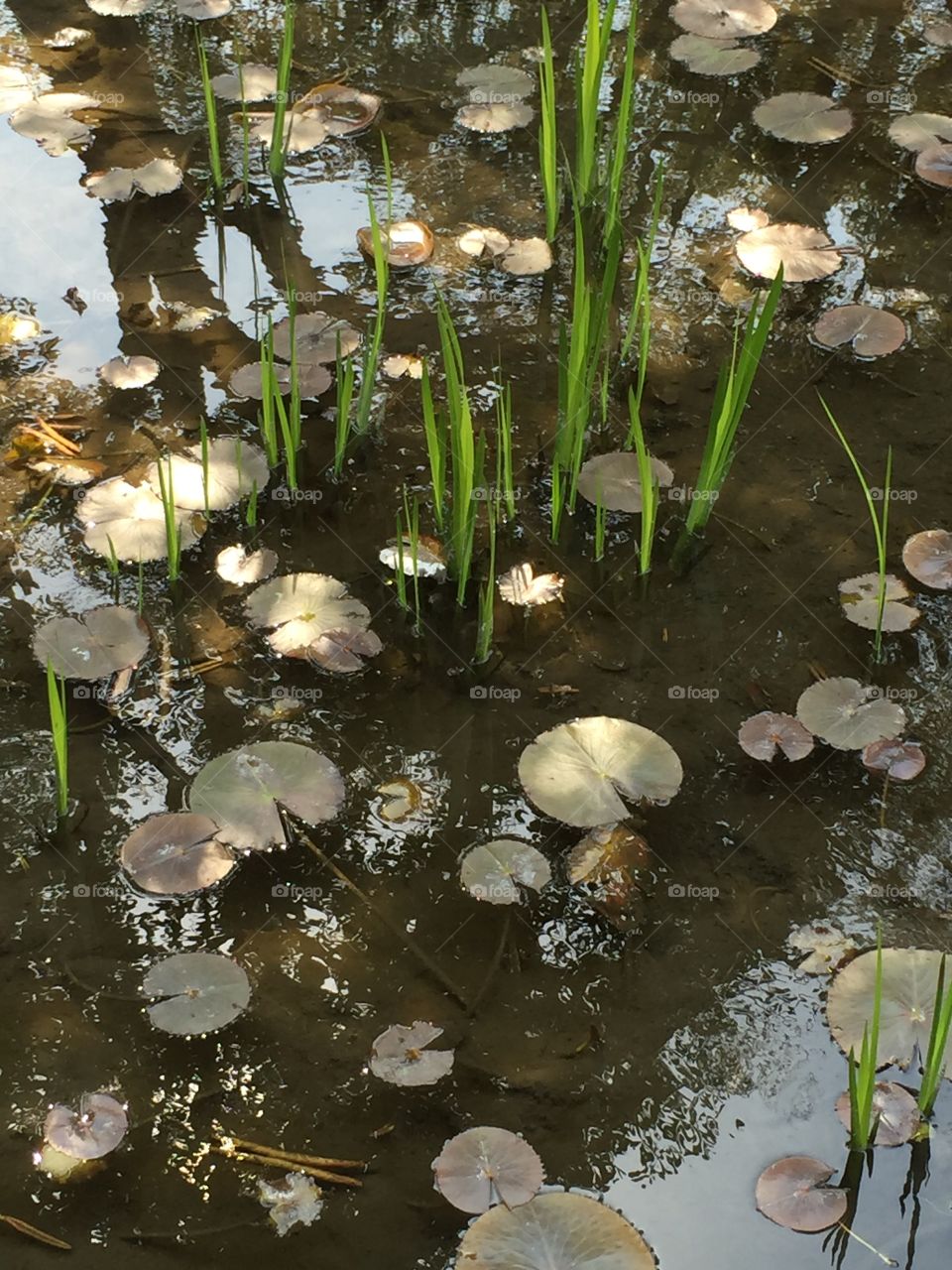 Lily pad pond