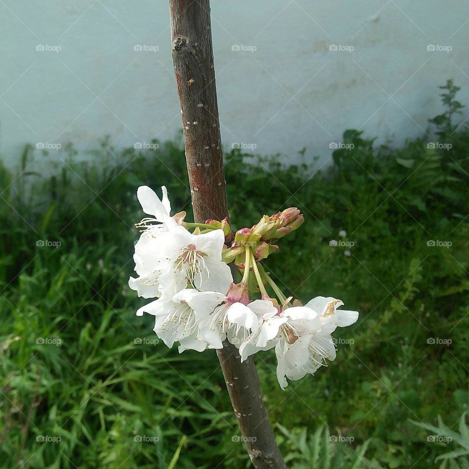 Blossom White flowers in spring.