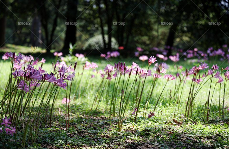 石蒜花