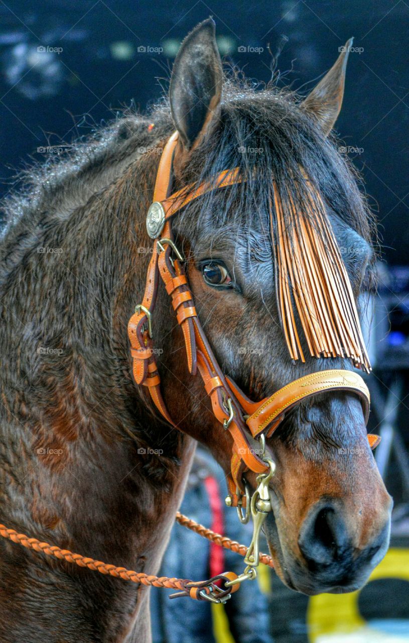 Portrait of horse