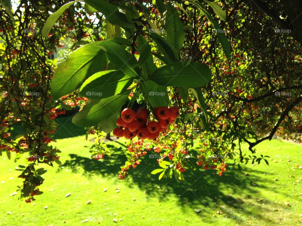 Joy of green. Visit to the Keats house and gardens in Hampstead. London
