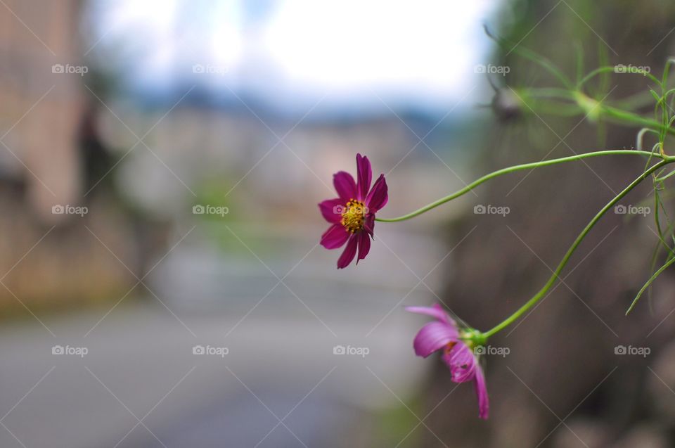 Urban flowers