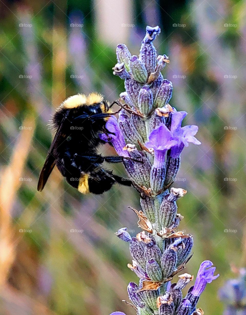 Living in Harmony/ ,Bees & Flowers a symbolic relationship