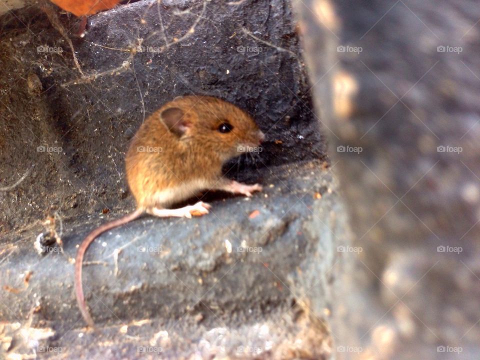 Town mouse