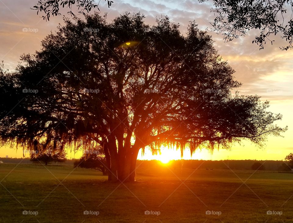 Large tree in the middle of a field at sunrise