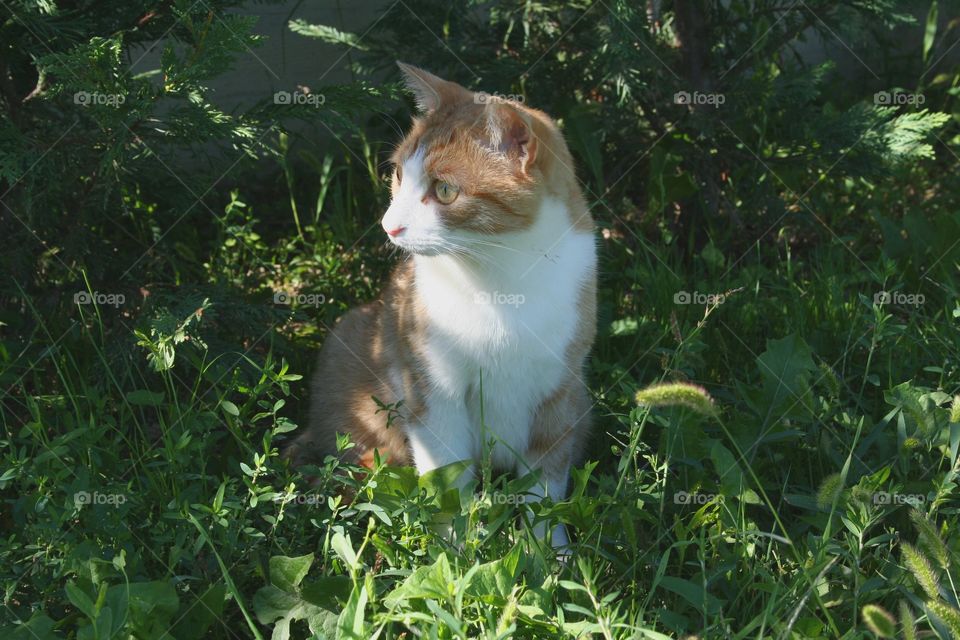 Red cat sitting in a green meadow in spring