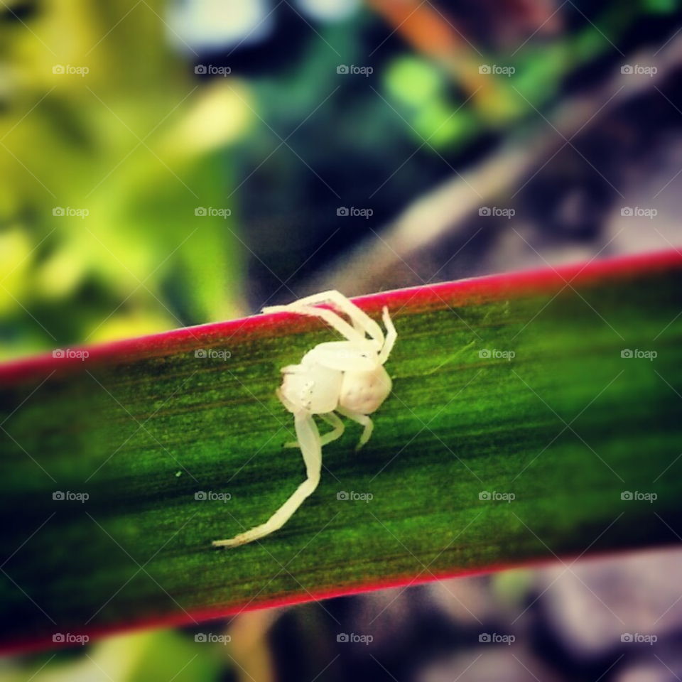 Albino spider on a leaf